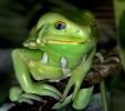 Waxy Monkey Frog, (Phyllomedusa sauvagii), Hylidae, Phyllomedusinae, Arboreal, Lissamphibia, AATD01_045