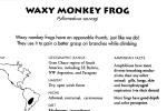 Waxy Monkey Frog, (Phyllomedusa sauvagii), Hylidae, Phyllomedusinae, Arboreal, Lissamphibia, AATD01_046