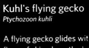 Kuhl's Glying Gecko, (Ptchozoon kuhli)