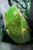 Red-eyed Treefrog, (Agalychnis callidryas), AATD01_052