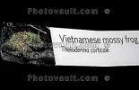 Vietnamese Mossy Frog, (Theloderma corticale), [Rhacophoridae]