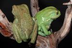 Waxy Monkey Frog, (Phyllomedusa sauvagii), Hylidae, Phyllomedusinae, Arboreal, Lissamphibia, AATD01_056