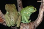 Waxy Monkey Frog, (Phyllomedusa sauvagii), Hylidae, Phyllomedusinae, Arboreal, Lissamphibia, AATD01_057