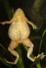 Dwarf African frogs, Hymenochirus boettgeri, Pipidae, AATD01_059