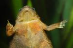 Dwarf African frogs, Hymenochirus boettgeri, Pipidae, AATD01_060