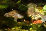 Dwarf African frogs, Hymenochirus boettgeri, Pipidae, AATD01_061