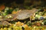 Dwarf African frogs, Hymenochirus boettgeri, Pipidae, AATD01_062