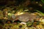 Dwarf African frogs, Hymenochirus boettgeri, Pipidae, AATD01_063