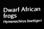 Dwarf African frogs, Hymenochirus boettgeri, Pipidae