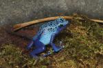 Blue Poison Dart Frog, (Dendrobates azureus), Okopipi, AATD01_065