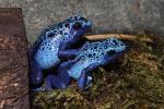 Blue Poison Dart Frog, (Dendrobates azureus), Okopipi, AATD01_066