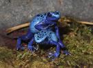 Blue Poison Dart Frog, (Dendrobates azureus), Okopipi, AATD01_067