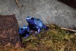 Blue Poison Dart Frog, (Dendrobates azureus), Okopipi, AATD01_068