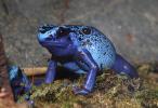 Blue Poison Dart Frog, (Dendrobates azureus), Okopipi, AATD01_069