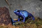 Blue Poison Dart Frog, (Dendrobates azureus), Okopipi, AATD01_070