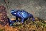 Blue Poison Dart Frog, (Dendrobates azureus), Okopipi, AATD01_071