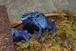 Blue Poison Dart Frog, (Dendrobates azureus), Okopipi, AATD01_072