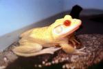 Albino Frog, North American Bull Frog, (Rana catesbeiana), Ranidae, eye, AATV01P01_03