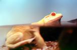 Albino Frog, North American Bull Frog, (Rana catesbeiana), Ranidae, AATV01P01_06