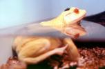 Albino Frog, North American Bull Frog, (Rana catesbeiana), Ranidae, AATV01P01_07