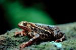 Frog, Ubud, Bali, Indonesia, AATV01P01_12.4097