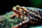 Frog, Ubud, Bali, Indonesia, AATV01P01_13.4097