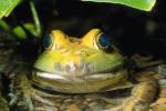 North American Bull Frog, (Rana catesbeiana), Ranidae , AATV01P01_18.1567