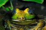North American Bull Frog, (Rana catesbeiana), Ranidae, AATV01P01_18.2565