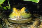 North American Bull Frog, (Rana catesbeiana), Ranidae, eye