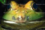 North American Bull Frog, (Rana catesbeiana), Ranidae, AATV01P01_18B.2565