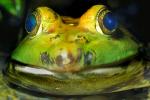 North American Bull Frog, (Rana catesbeiana), Ranidae, AATV01P01_18C.2565