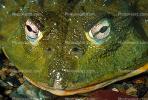 Frog, AATV01P01_19B.2565