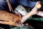 White's Tree Frog, (Litoria caerulea), Hylidae, AATV01P02_04
