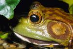 North American Bull Frog, (Rana catesbeiana), Ranidae, AATV01P02_06.1567