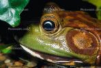 North American Bull Frog, (Rana catesbeiana), Ranidae, AATV01P02_06.2565