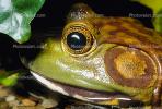 North American Bull Frog, (Rana catesbeiana), Ranidae, AATV01P02_06