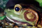 North American Bull Frog, (Rana catesbeiana), Ranidae, AATV01P02_07