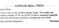 African Bull Frog, (Pyxicephalus adspersus), [Ranidae], AATV01P02_13