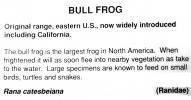 North American Bull Frog, (Rana catesbeiana), Ranidae, AATV01P02_19
