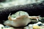 African Clawed Frog, (Xenopus laevis), Pipidae, AATV01P03_06