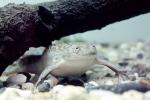 African Clawed Frog, (Xenopus laevis), Pipidae, AATV01P03_07