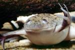 African Clawed Frog, (Xenopus laevis), Pipidae, AATV01P03_08