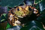 North American Bull Frog, (Rana catesbeiana), Ranidae, AATV01P03_16
