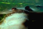 African Clawed Frog, (Xenopus laevis), Pipidae, AATV01P03_17.4097