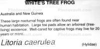 White's Tree Frog, (Litoria caerulea), Hylidae