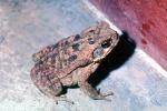 Marine Toad, (Bufo marinus), Bufonidae, Bufo, Rhinella, poisonous predator, AATV01P04_19