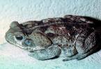 Marine Toad, (Bufo marinus), Bufonidae, Bufo, Rhinella, poisonous predator, AATV01P05_01
