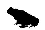 Marine Toad, (Bufo marinus), Bufonidae, Bufo, Rhinella, poisonous predator, AATV01P05_02.4097M