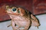 Marine Toad, (Bufo marinus), Bufonidae, Bufo, Rhinella, poisonous predator, AATV01P05_03.4097