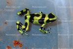 Poison Dart Frog, AATV01P05_06.2565